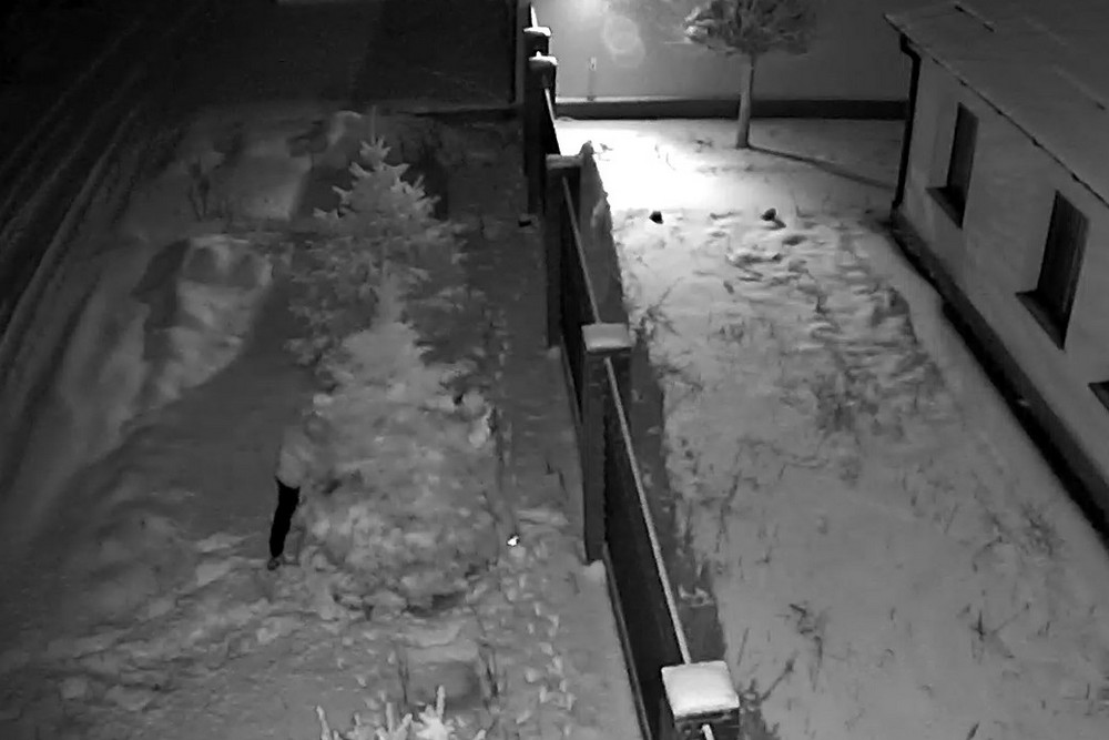 У Нікополі невідомі вирубали і викрали дві блакитні ялинки з приватного домоволодіння (відео з камери) 1 У Нікополі невідомі вирубали і викрали дві блакитні ялинки з приватного домоволодіння (відео з камери)