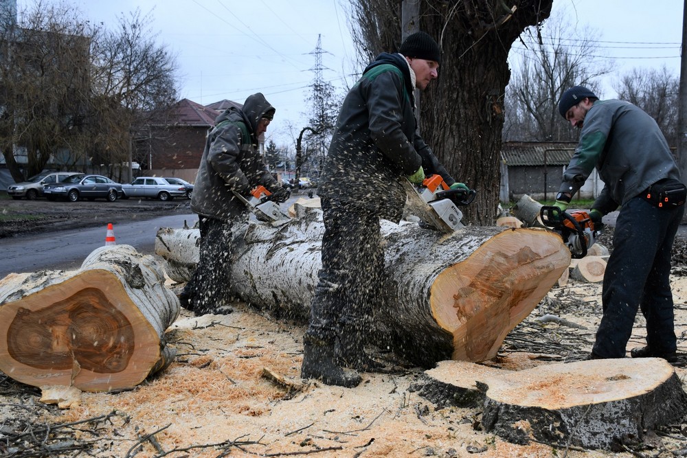 дерева дерева