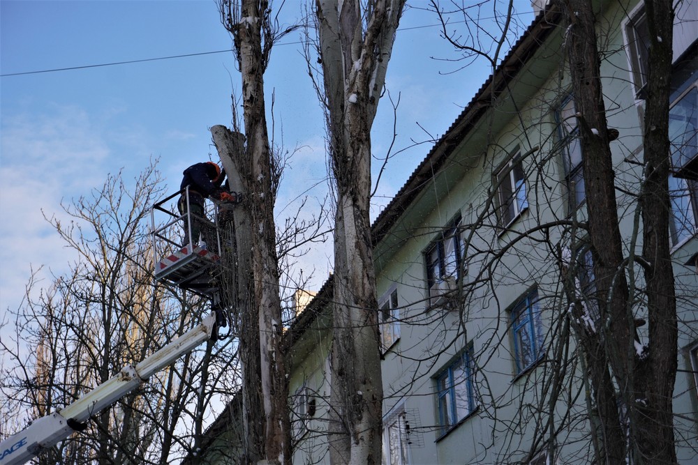 дерева дерева
