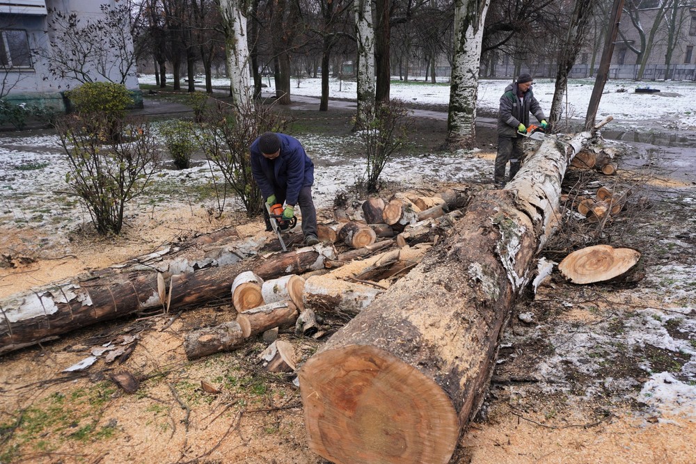 дерева дерева