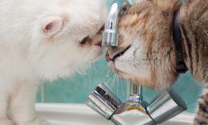 Аварія: у Нікополі 27 грудня відключили воду в одному з районів