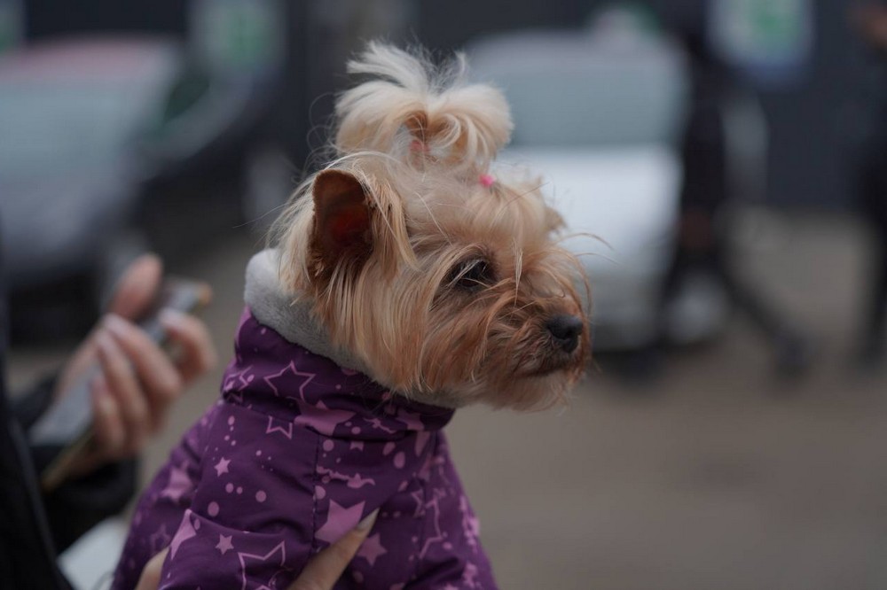 по Дніпру 10