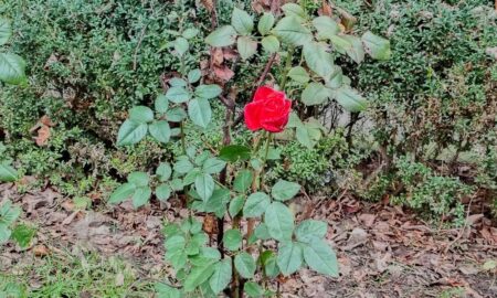 погода у Нікополі 22 грудня