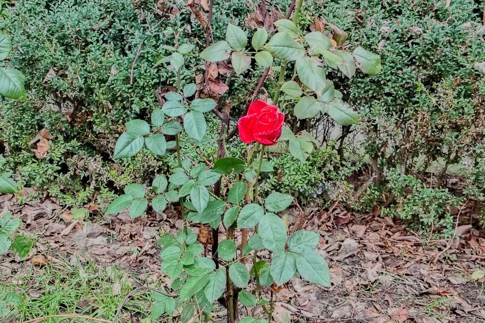 погода у Нікополі 22 грудня