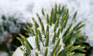 погода у Нікополі 29 грудня 2