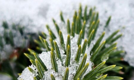 погода у Нікополі 29 грудня 2