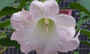 погода у Нікополі