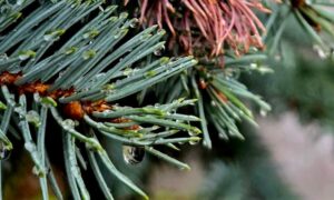 погода у Нікополі 9 грудня