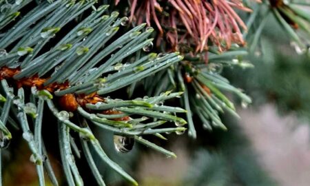 погода у Нікополі 9 грудня