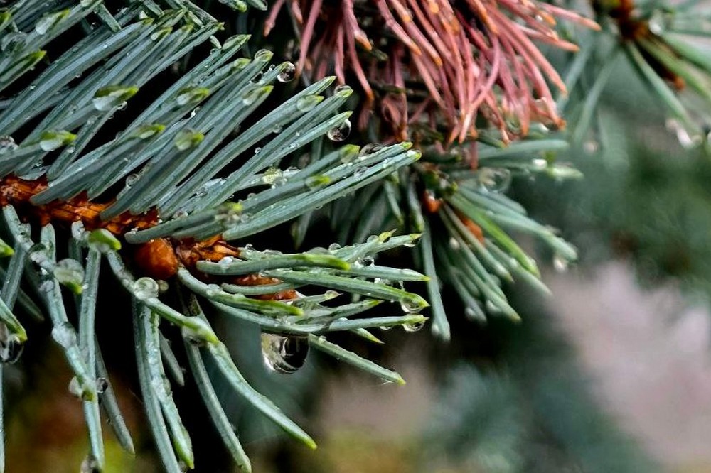 погода у Нікополі 9 грудня