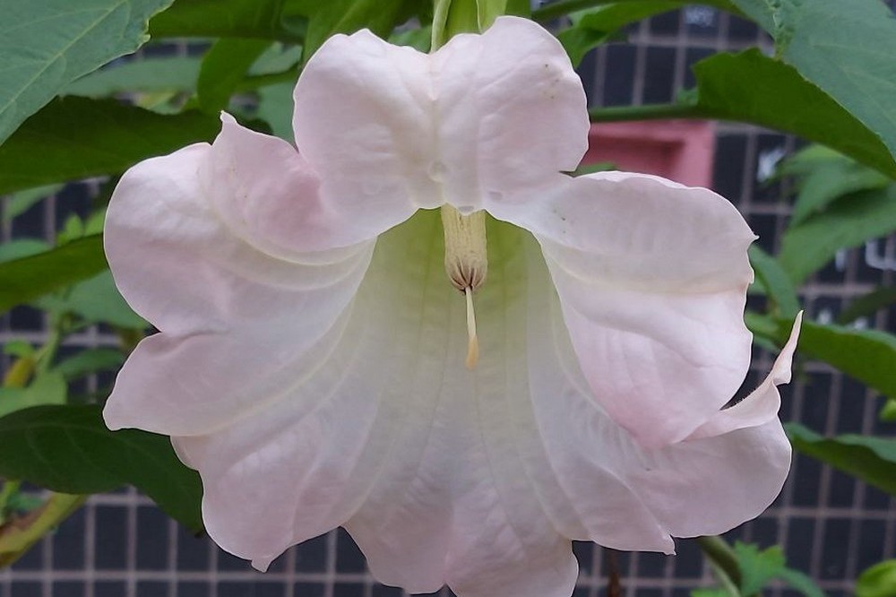 погода у Нікополі