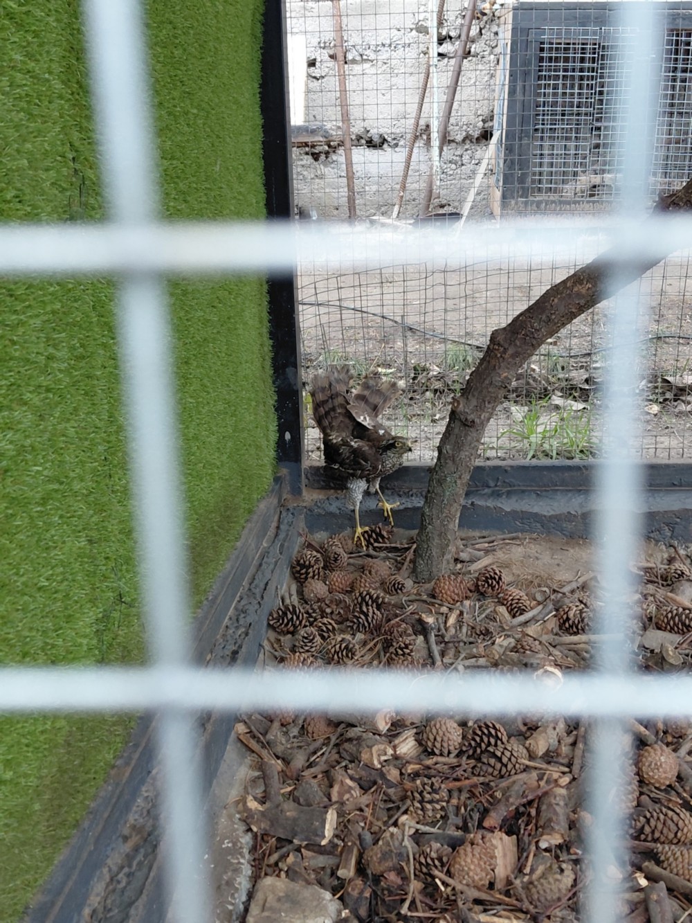 у Нікополі у Нікополі