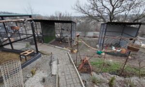 у Нікополі 2