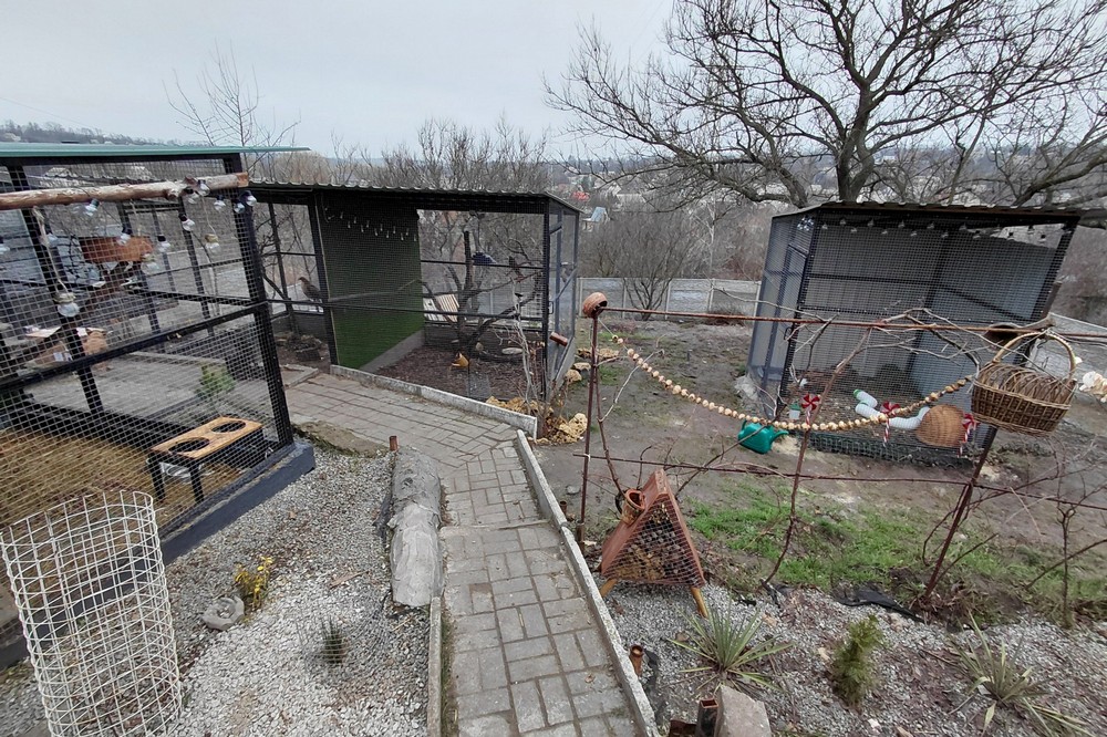 Дикий птах з особливими потребами: де буде жити яструб, який у Нікополі «збив» ворожий дрон 1 у Нікополі 2