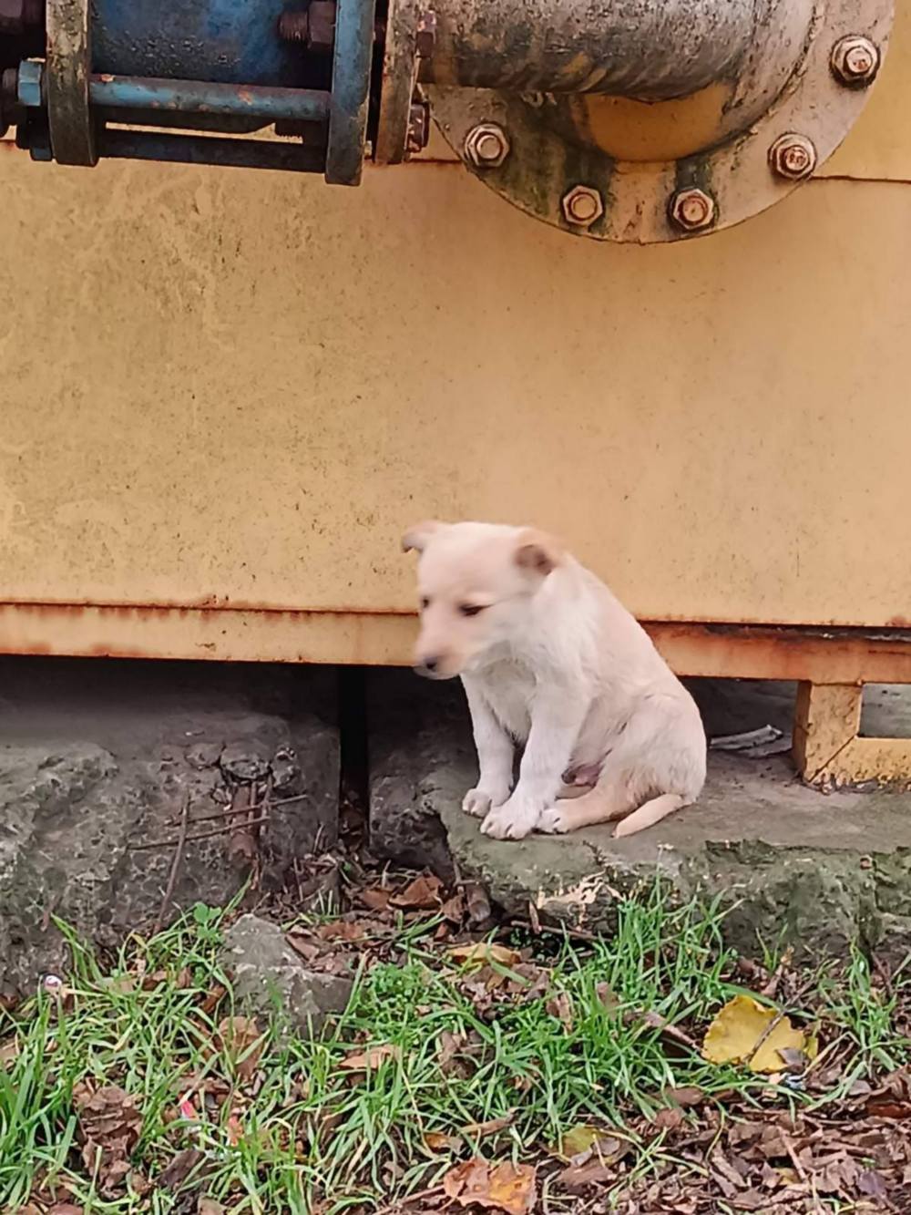 у Нікополі 2