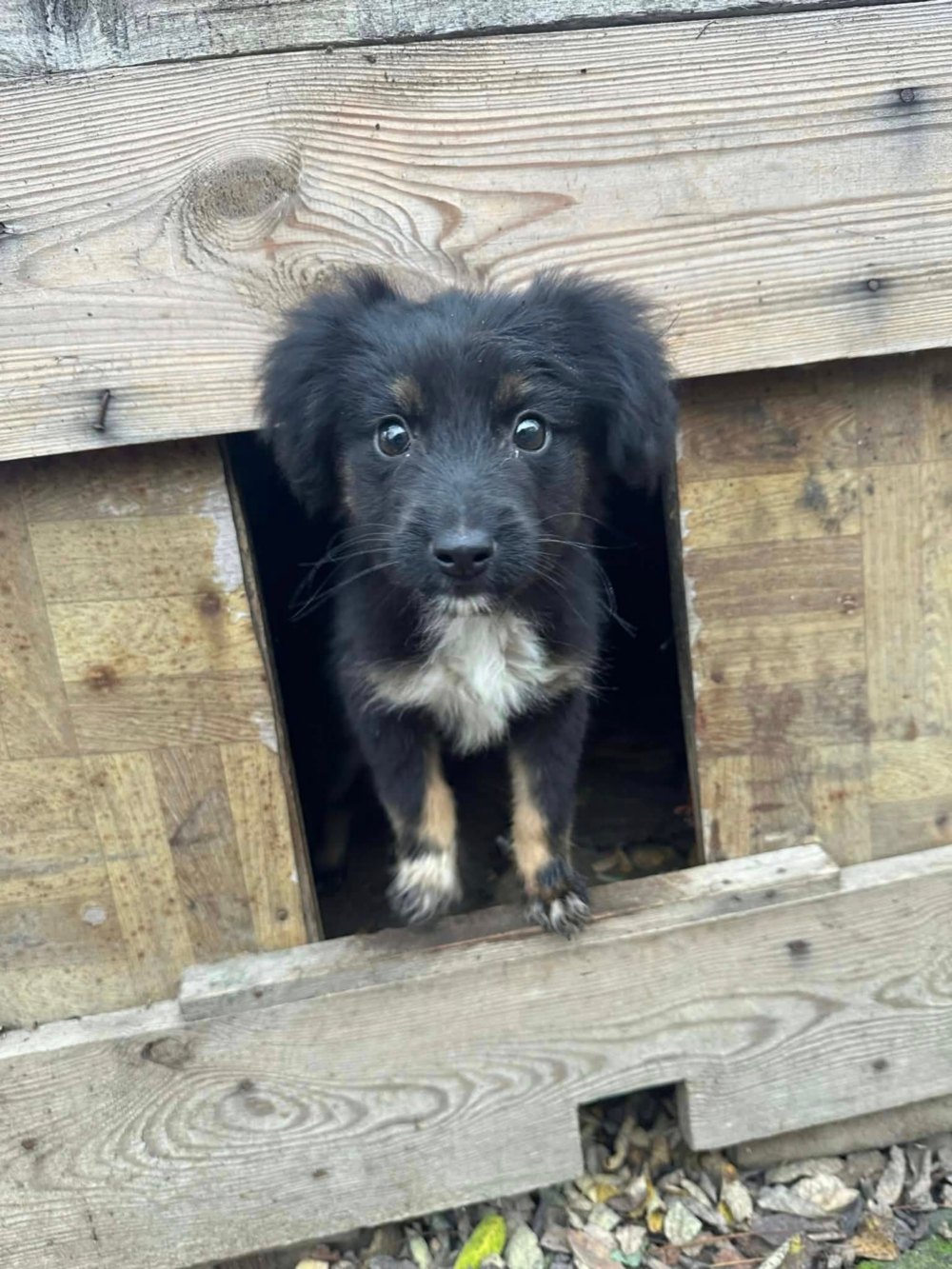 у Нікополі 2