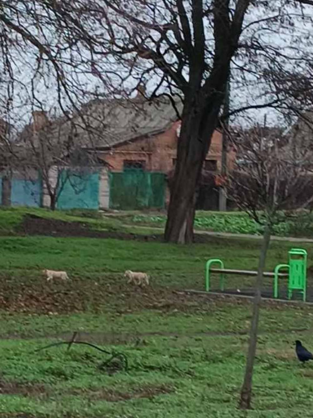 у Нікополі 3