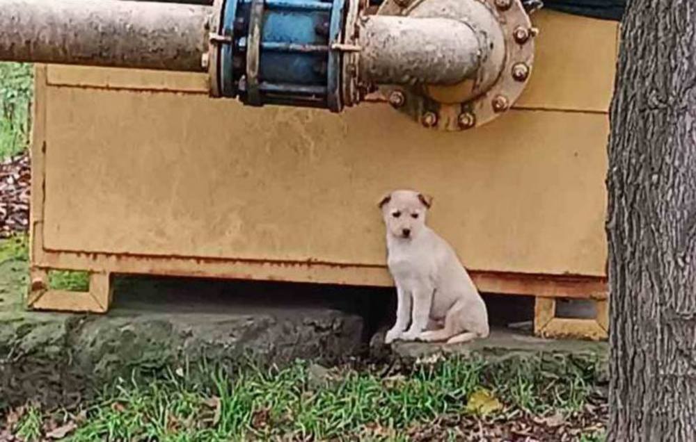 у Нікополі 4