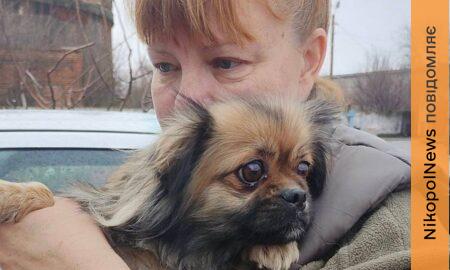 На ліки і тепло: притулку для тварин у Нікополі терміново потрібна допомога