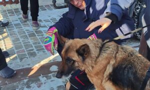 Справжнє диво! 15-річна вівчарка у Нікополі знайшла родину – волонтерка жорстко звернулася до хейтерів