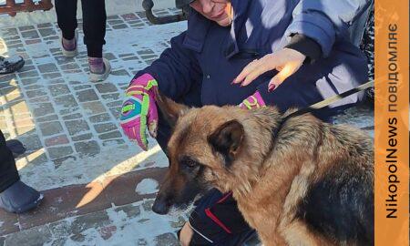 Справжнє диво! 15-річна вівчарка у Нікополі знайшла родину – волонтерка жорстко звернулася до хейтерів