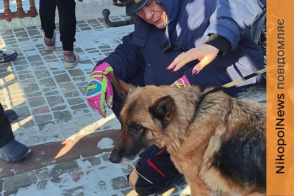 Справжнє диво! 15-річна вівчарка у Нікополі знайшла родину – волонтерка жорстко звернулася до хейтерів