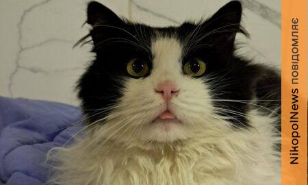 Котиків стає більше, а людей – менше: у Нікополі терміново потрібен працівник у притулок для котів, а також потрібна допомога