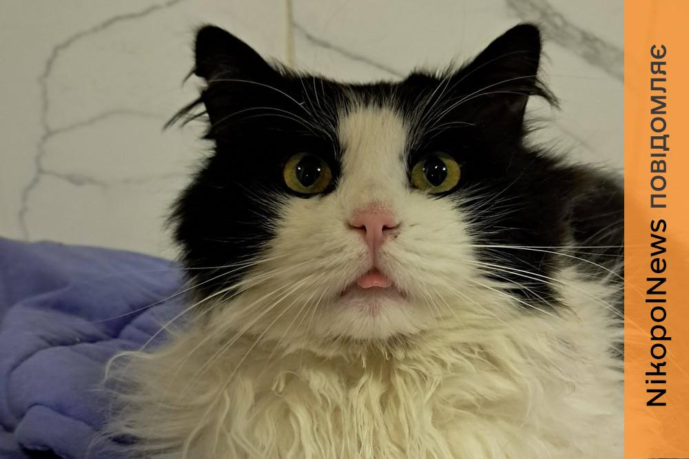 Котиків стає більше, а людей – менше: у Нікополі терміново потрібен працівник у притулок для котів, а також потрібна допомога 1 Котиків стає більше, а людей – менше: у Нікополі терміново потрібен працівник у притулок для котів, а також потрібна допомога