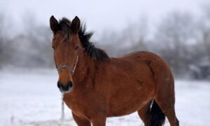 Працюють попри обстріли, але запаси на межі: у Нікополі збирають корм для двох коней