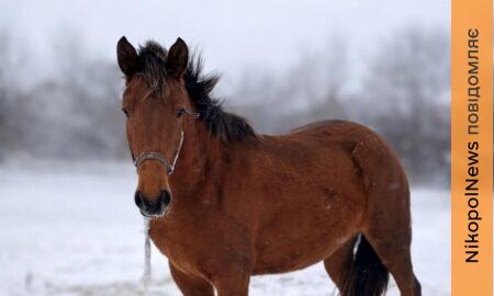 Працюють попри обстріли, але запаси на межі: у Нікополі збирають корм для двох коней