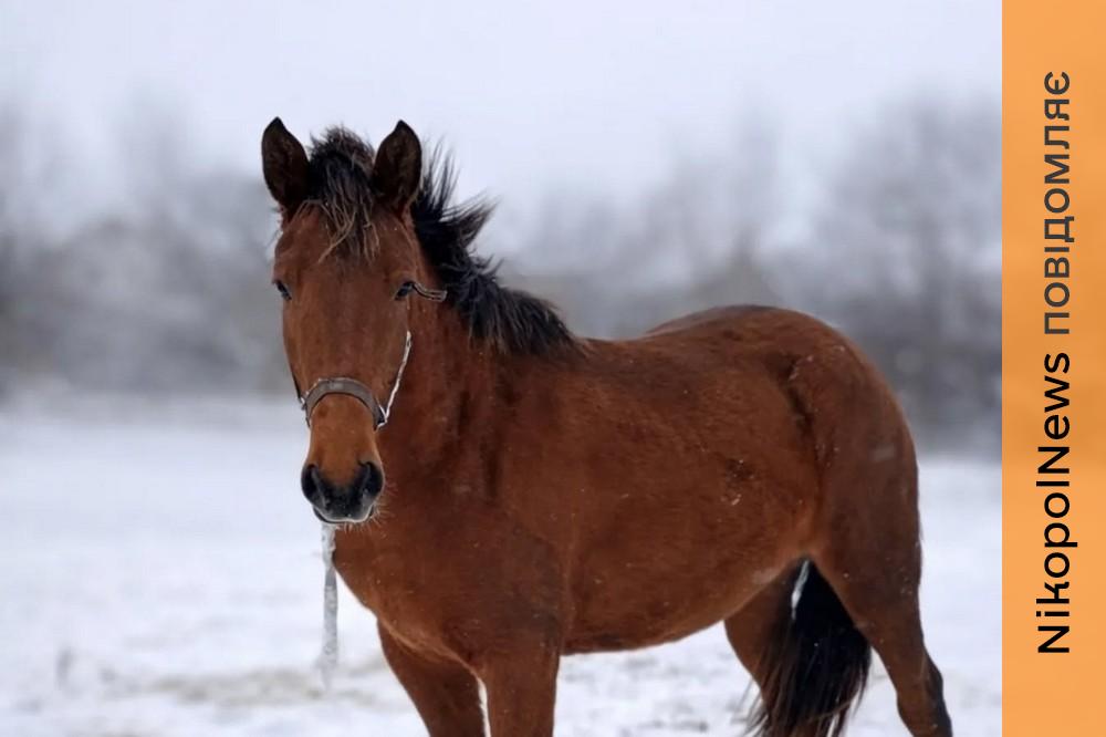 Працюють попри обстріли, але запаси на межі: у Нікополі збирають корм для двох коней