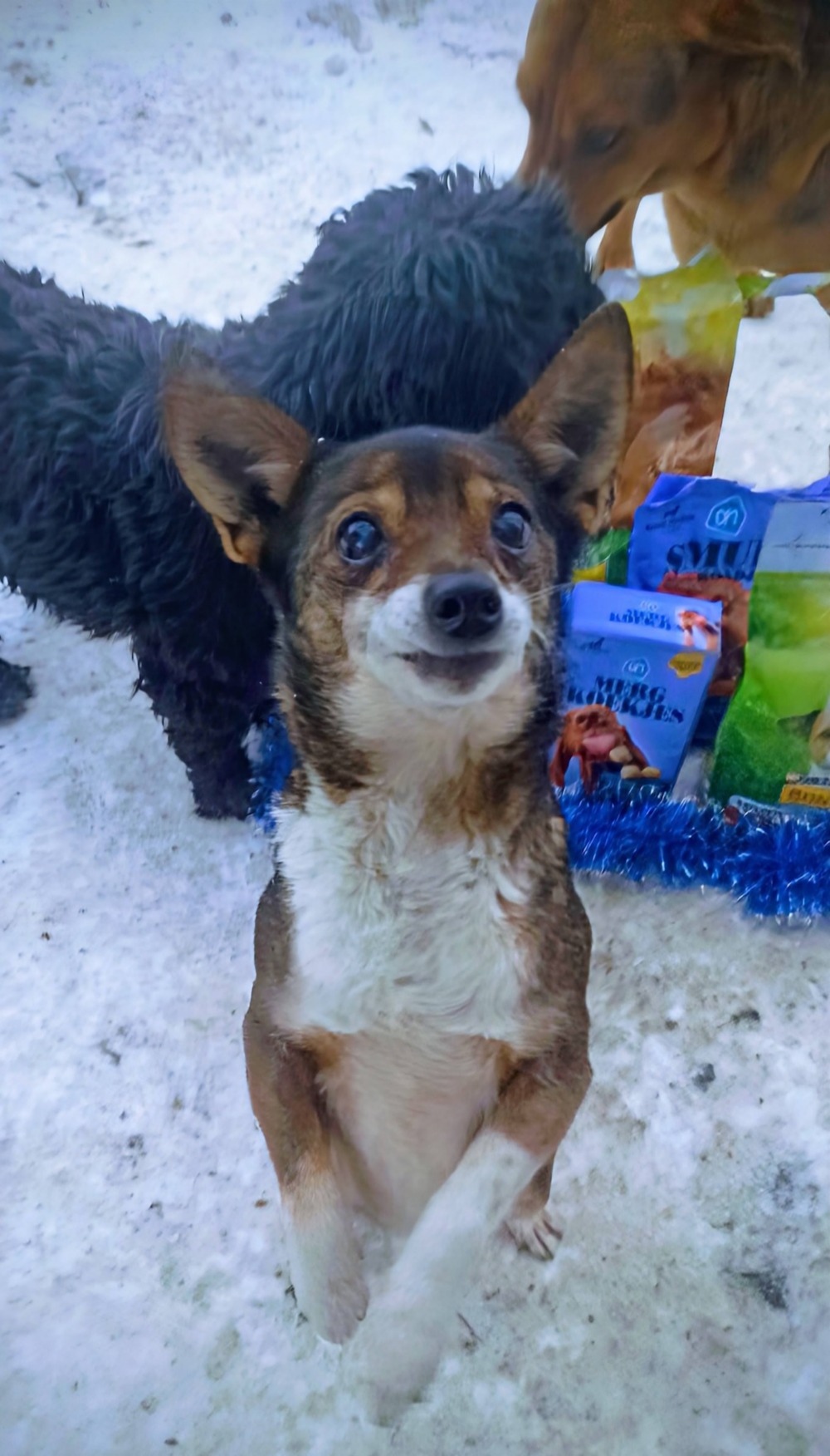Депутат Нікопольської міської ради передав смаколики для собак (фото)