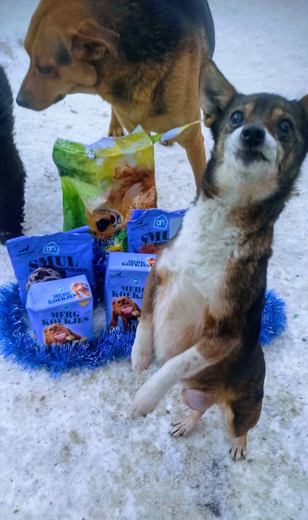Депутат Нікопольської міської ради передав смаколики для собак (фото) 3