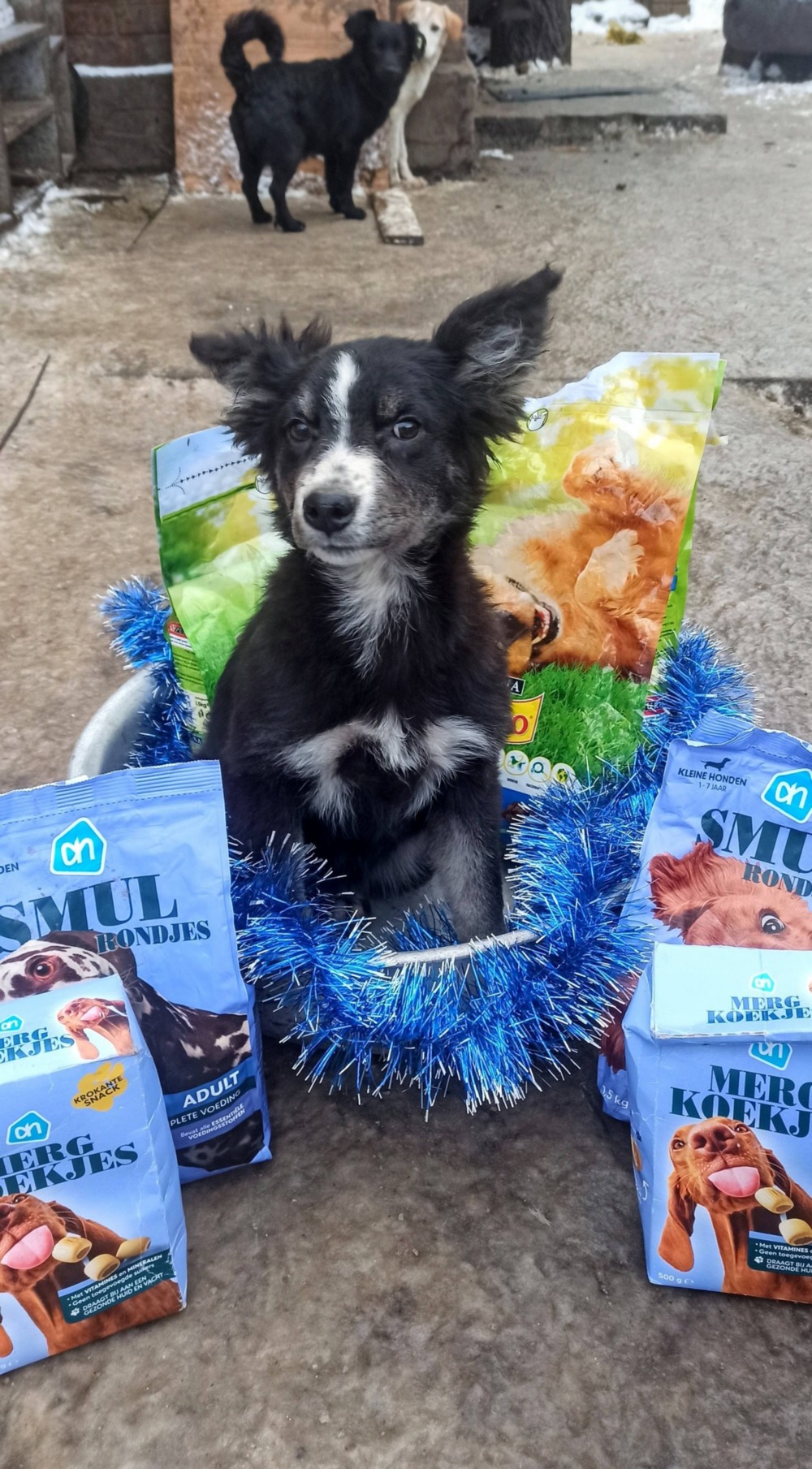 Депутат Нікопольської міської ради передав смаколики для собак (фото) 5