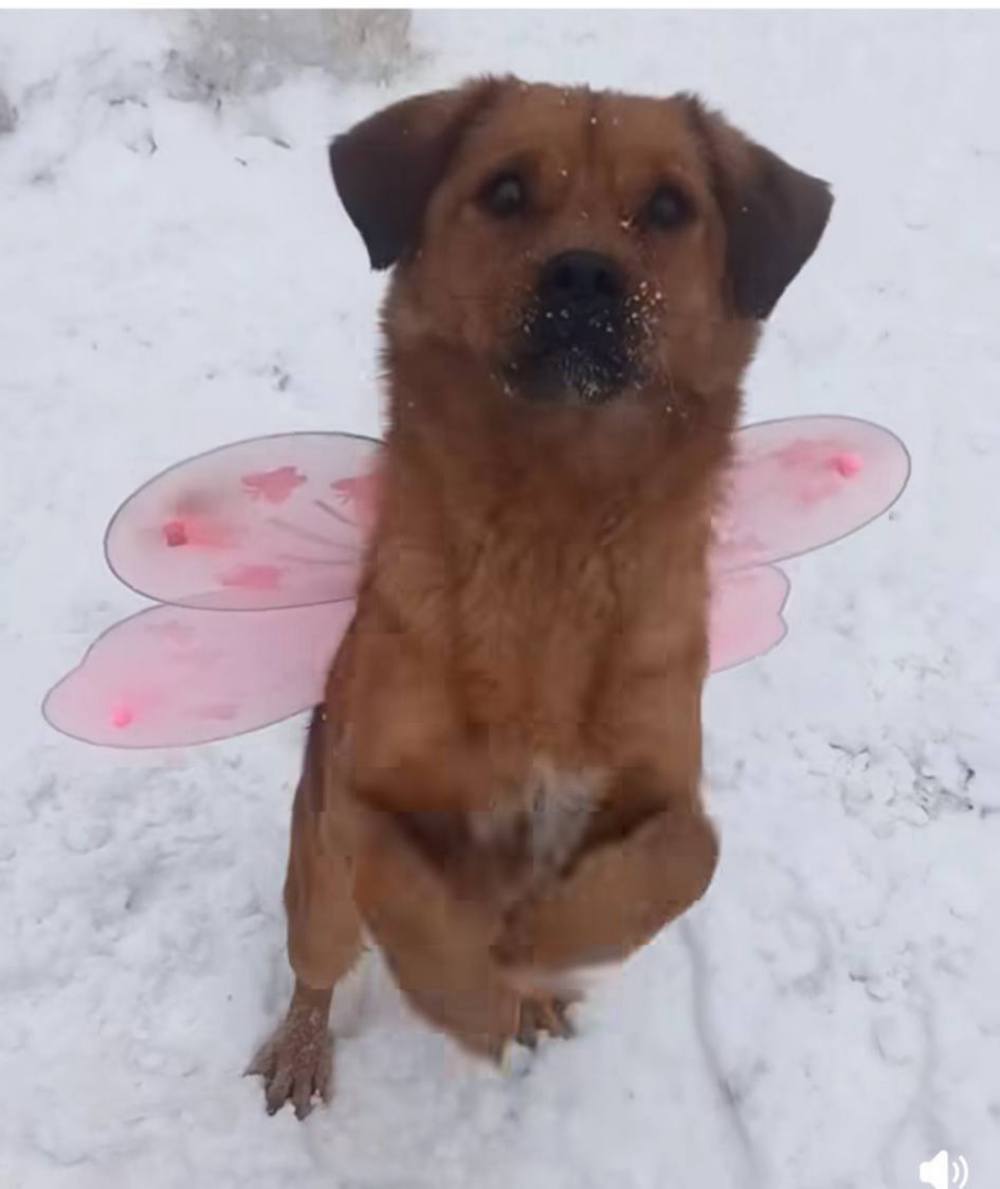 Пес з Нікополя 2