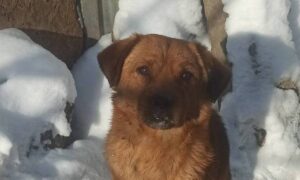 Пес з Нікополя 4