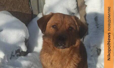 Пес з Нікополя 4