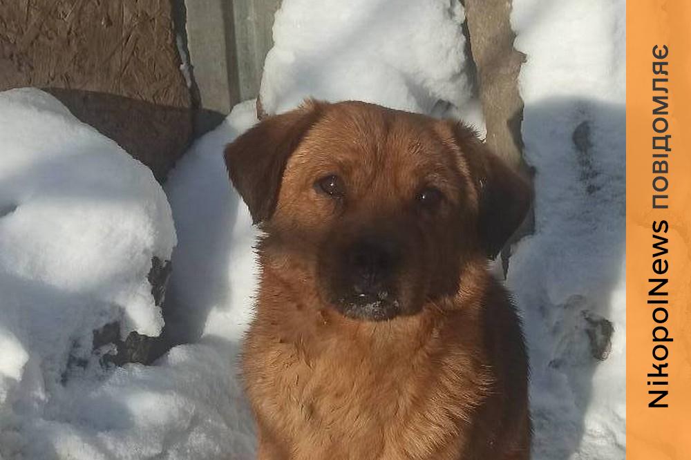 Пес з Нікополя 4