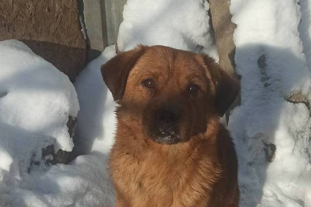 Пес з Нікополя 4