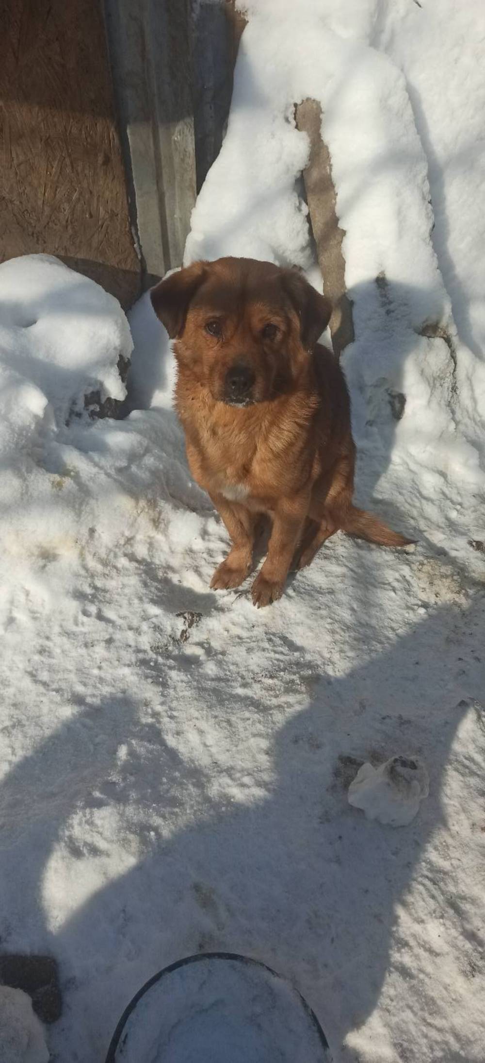 Пес з Нікополя 5