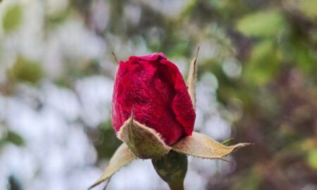 Погода у Нікополі