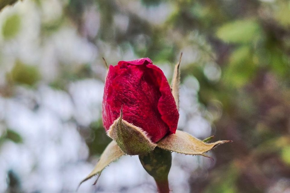 Погода у Нікополі