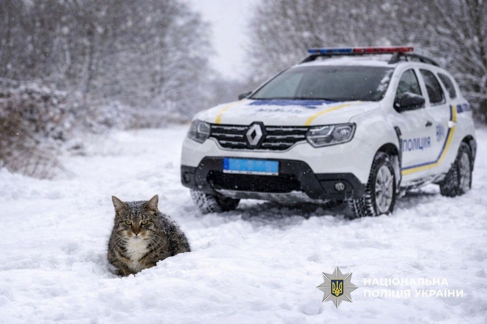 Поліція Нікопольщини закликала подбати про безпритульних тварин під час холодів