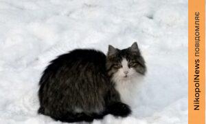 Поліція Нікопольщини закликала подбати про безпритульних тварин під час холодів 2