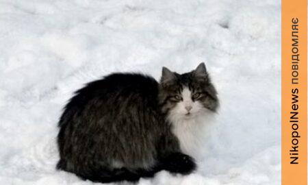 Поліція Нікопольщини закликала подбати про безпритульних тварин під час холодів 2