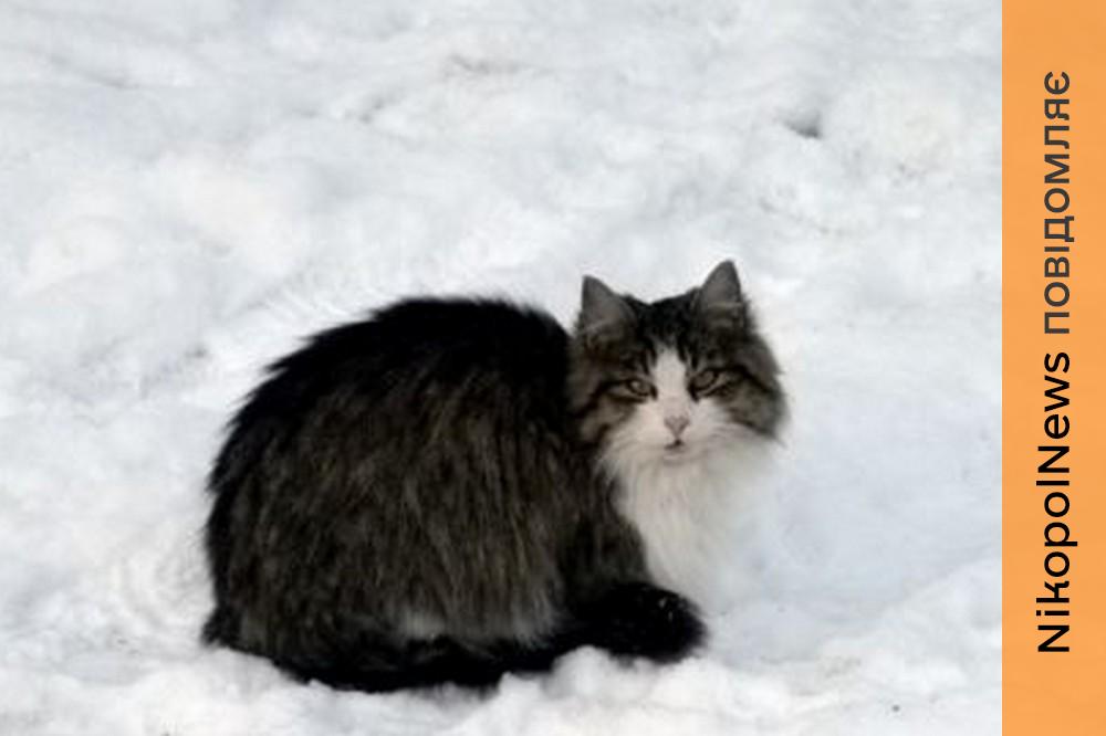 Поліція Нікопольщини закликала подбати про безпритульних тварин під час холодів: 5 корисних порад 1 Поліція Нікопольщини закликала подбати про безпритульних тварин під час холодів 2