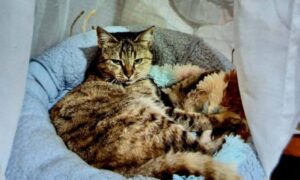 У Нікополі шукають нові родини для двох кішок