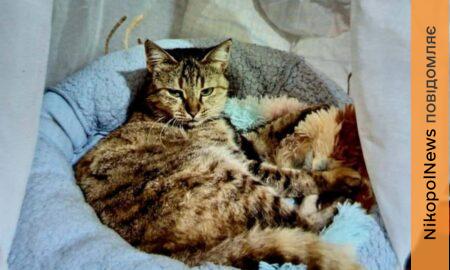 У Нікополі шукають нові родини для двох кішок