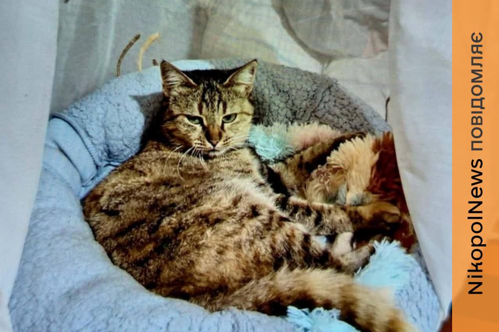 Господаря та його доньку вбив ворожий снаряд, а мати в реанімації... У Нікополі шукають нові родини для двох кішок 1 У Нікополі шукають нові родини для двох кішок