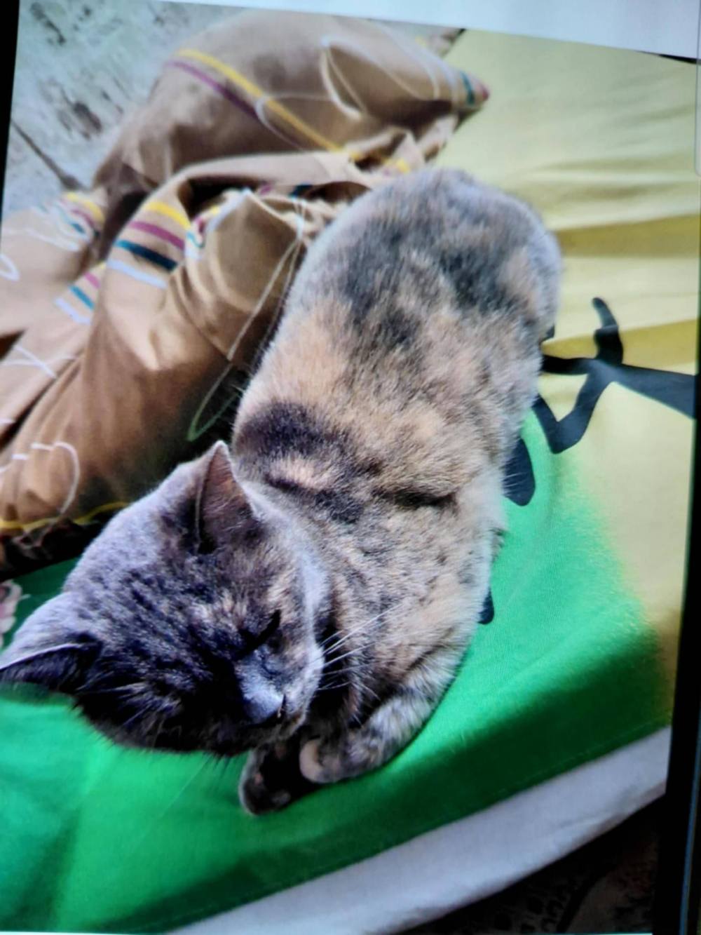 У Нікополі шукають нові родини для двох кішок 2